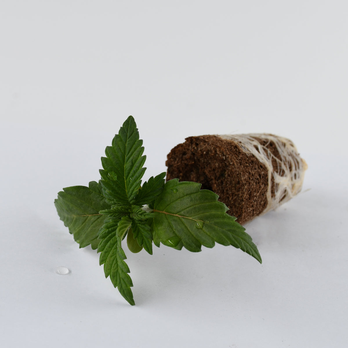Harlequin CBD
