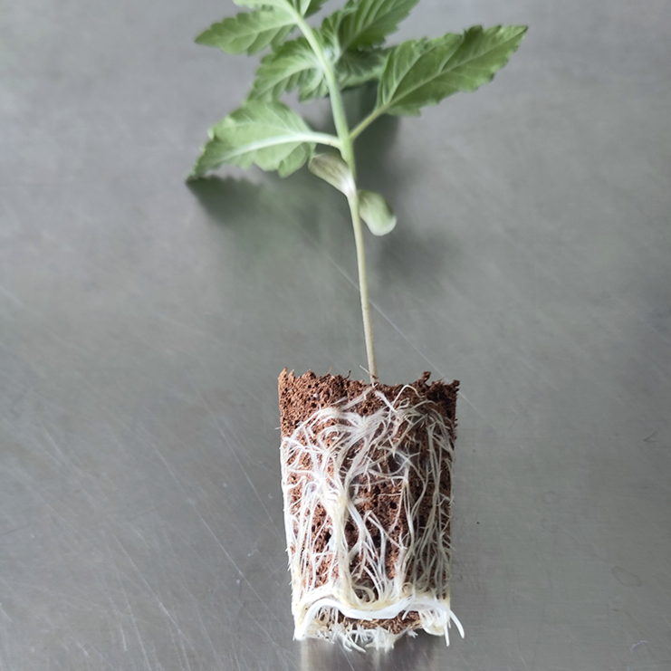 Intra Plug 104er Aufzucht-Tablett