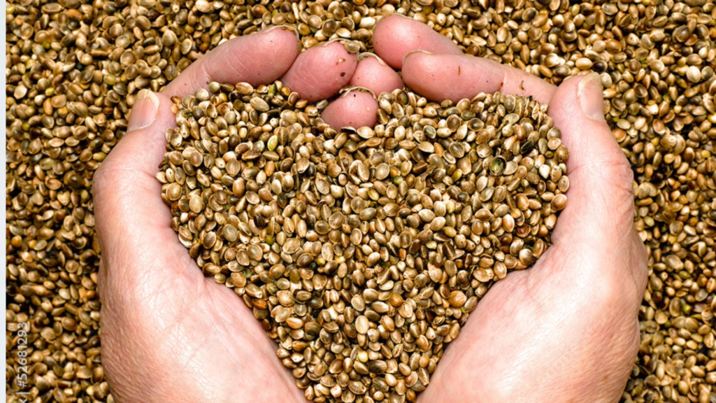 Adobe Stoke Hemp Seeds 16_9